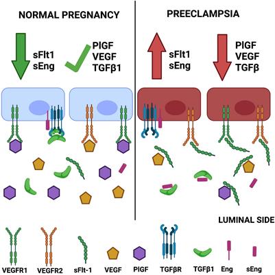 How Soluble Fms-Like Tyrosine Kinase 1 Could Contribute to Blood-Brain Barrier Dysfunction in Preeclampsia?